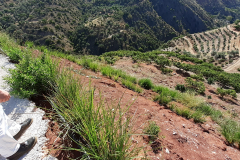 protección por Vetiver después de sólo 7 meses